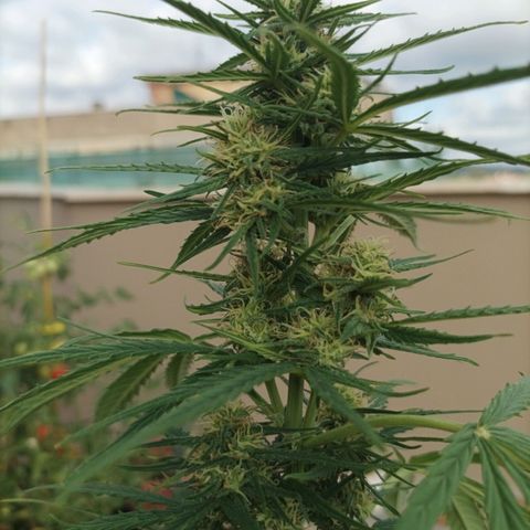 Twin lights growlog timeline photo