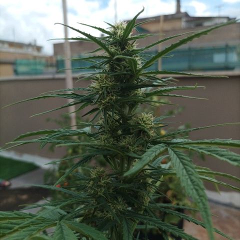 Twin lights growlog timeline photo