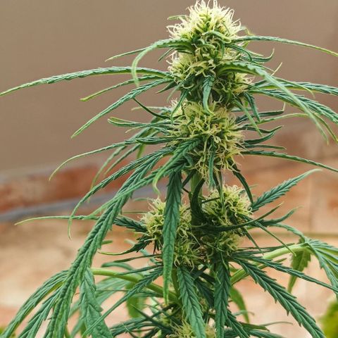 Twin lights growlog timeline photo