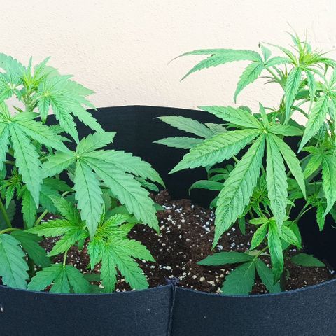 Twin lights growlog timeline photo