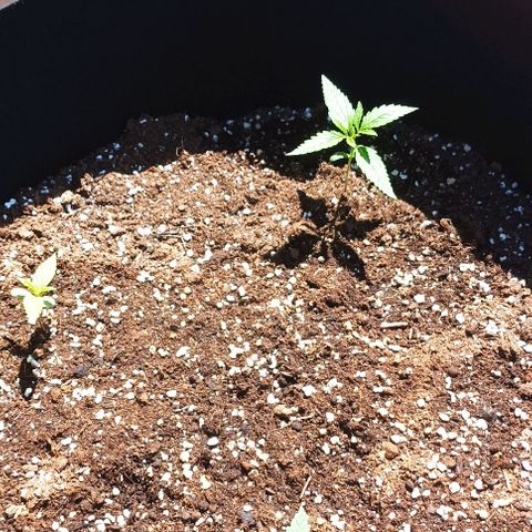 Twin lights growlog timeline photo