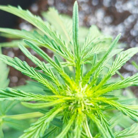 Runtz baby runtz growlog timeline photo