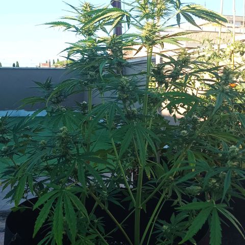 Twin lights growlog timeline photo