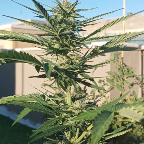 Twin lights growlog timeline photo