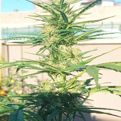 Twin lights growlog timeline photo