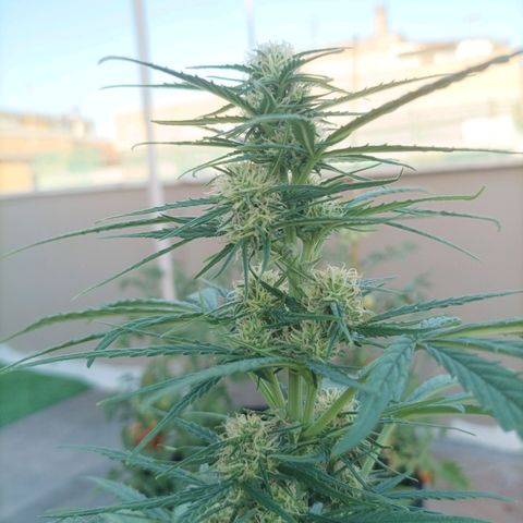 Twin lights growlog timeline photo