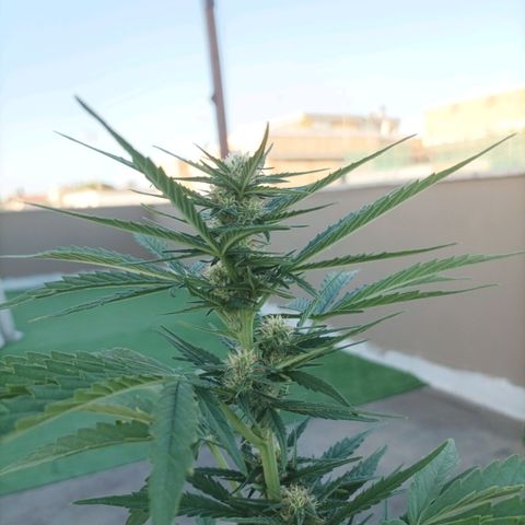 Twin lights growlog timeline photo