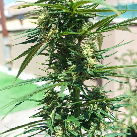 Twin lights growlog timeline photo