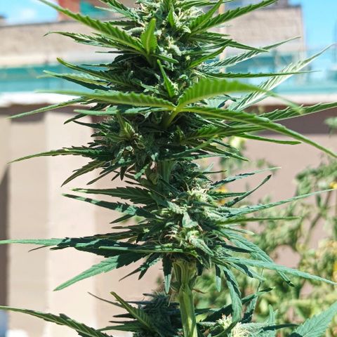 Twin lights growlog timeline photo