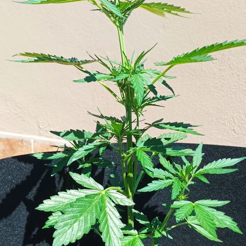 Runtz baby runtz growlog timeline photo