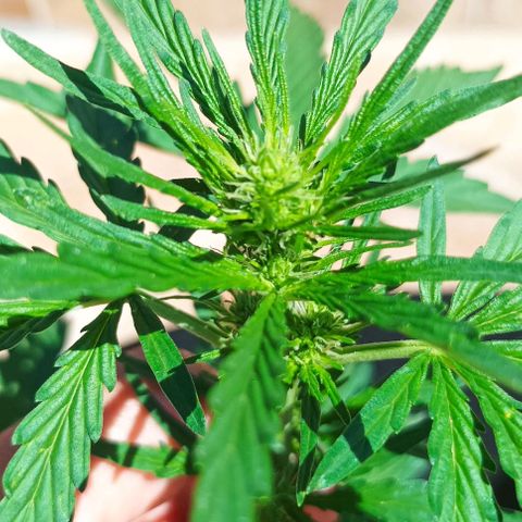 Runtz baby runtz growlog timeline photo
