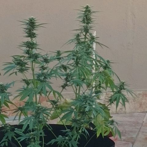 Twin lights growlog timeline photo