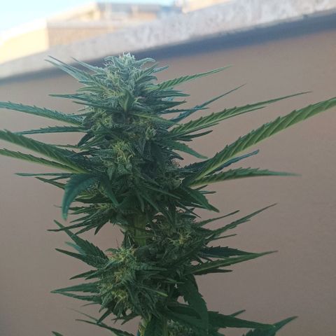 Twin lights growlog timeline photo