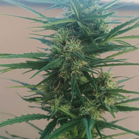 Twin lights growlog timeline photo