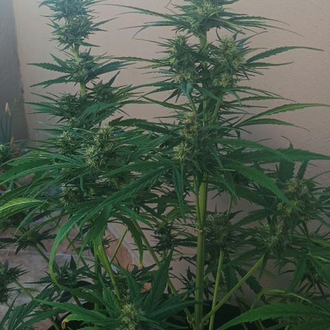 Twin lights growlog timeline photo