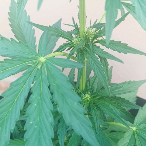 Runtz baby runtz growlog timeline photo