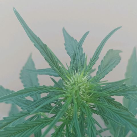 Runtz baby runtz growlog timeline photo