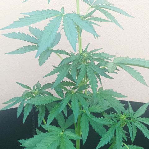 Runtz baby runtz growlog timeline photo