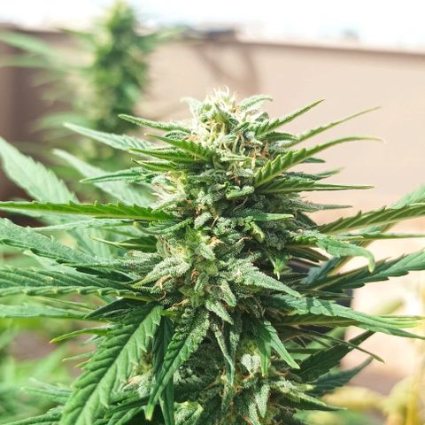 Twin lights growlog timeline photo