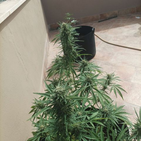 Twin lights growlog timeline photo