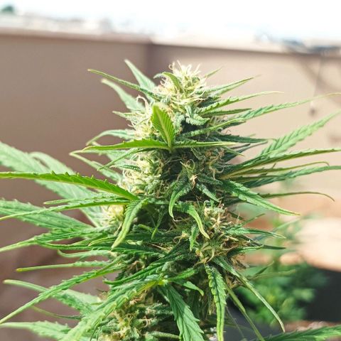 Twin lights growlog timeline photo