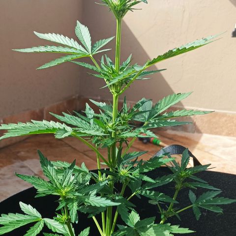 Runtz baby runtz growlog timeline photo