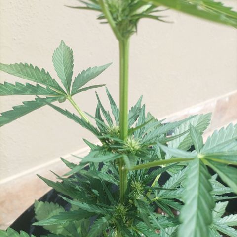 Runtz baby runtz growlog timeline photo