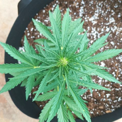 Runtz baby runtz growlog timeline photo