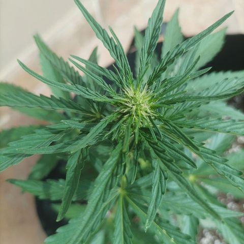 Runtz baby runtz growlog timeline photo