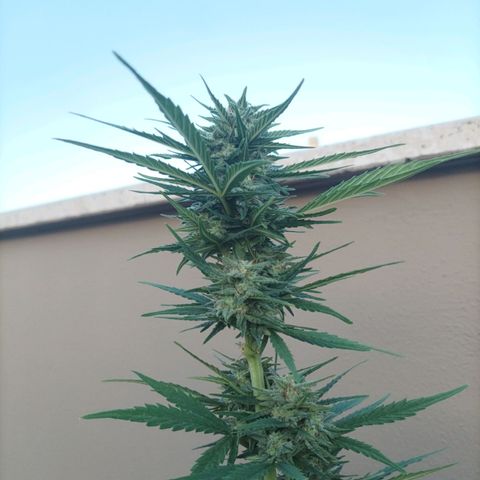 Twin lights growlog timeline photo