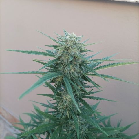 Twin lights growlog timeline photo