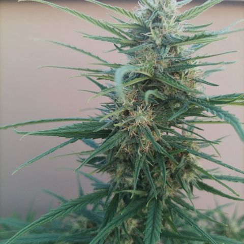 Twin lights growlog timeline photo