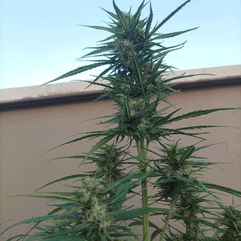 Twin lights growlog timeline photo