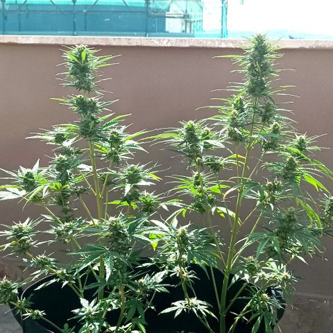 Twin lights growlog timeline photo