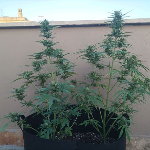 Twin lights growlog timeline photo