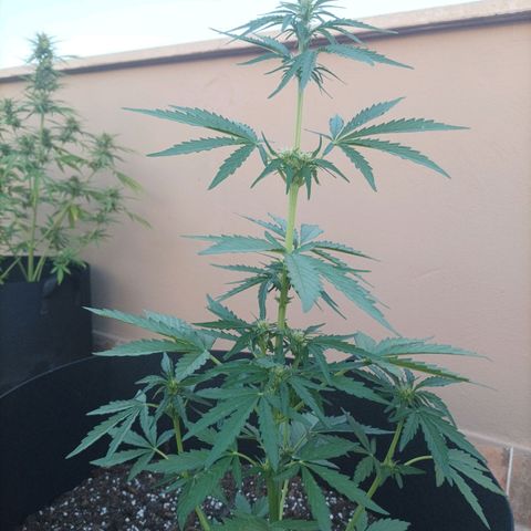 Runtz baby runtz growlog timeline photo
