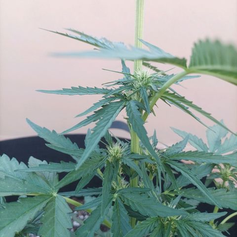 Runtz baby runtz growlog timeline photo