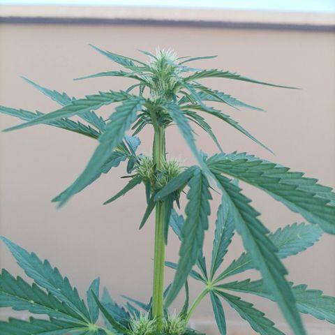 Runtz baby runtz growlog timeline photo
