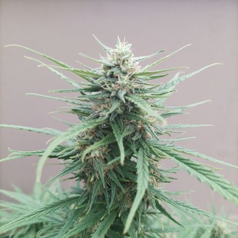 Twin lights growlog timeline photo