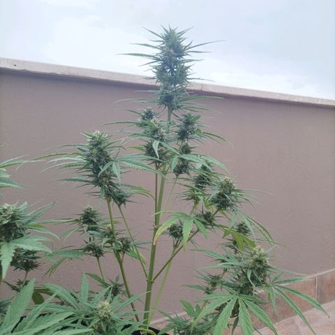 Twin lights growlog timeline photo