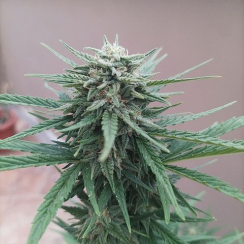 Twin lights growlog timeline photo