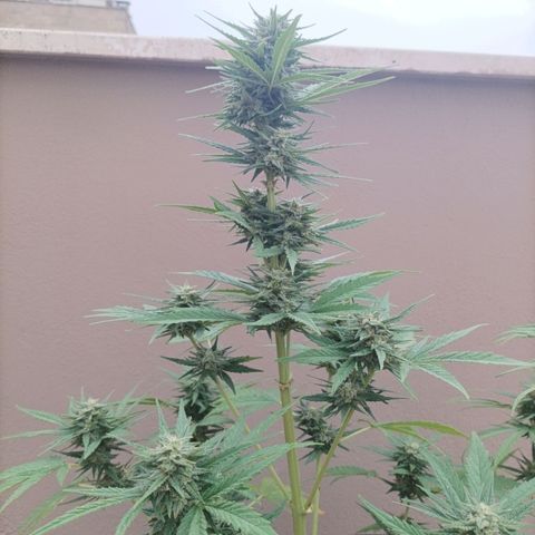 Twin lights growlog timeline photo