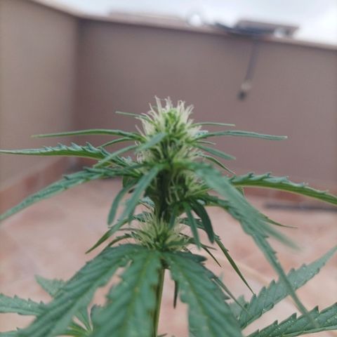 Runtz baby runtz growlog timeline photo