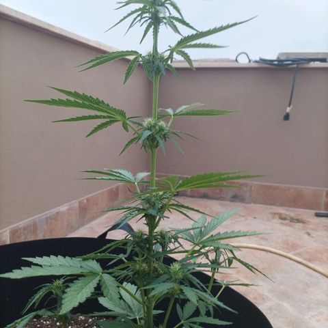 Runtz baby runtz growlog timeline photo