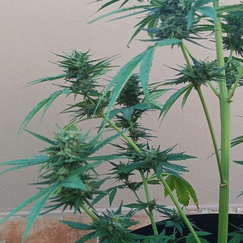 Twin lights growlog timeline photo