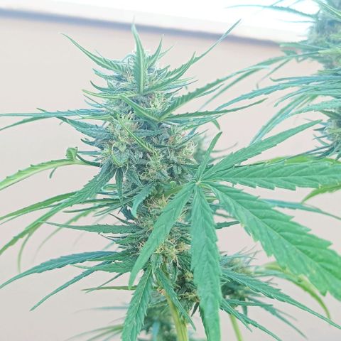Twin lights growlog timeline photo