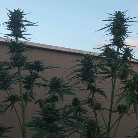 Twin lights growlog timeline photo
