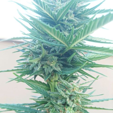 Twin lights growlog timeline photo