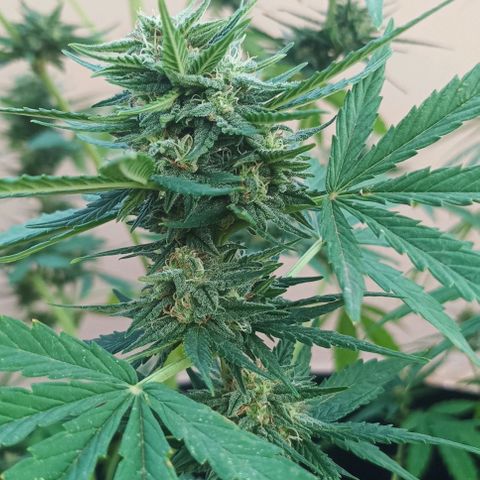 Twin lights growlog timeline photo