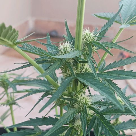 Runtz baby runtz growlog timeline photo